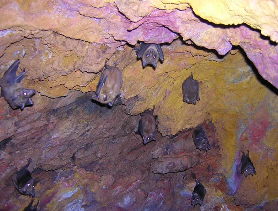 Bats hanging around in a cave in Uganda