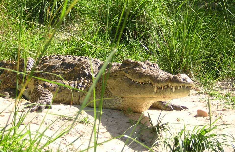 Crocodile in Uganda