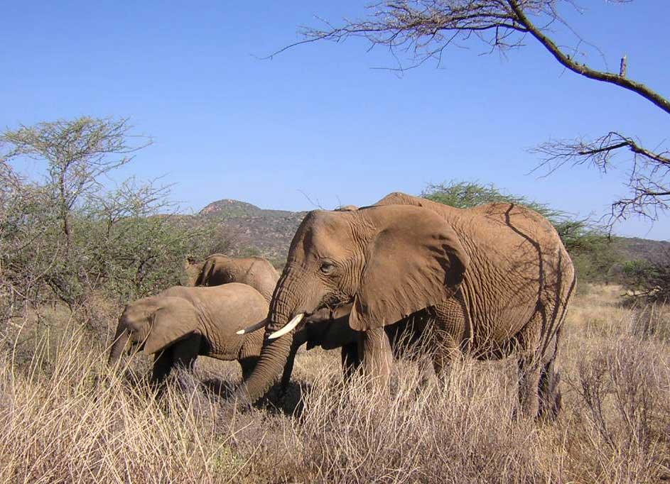 Family of elephants in the bush: Uganda