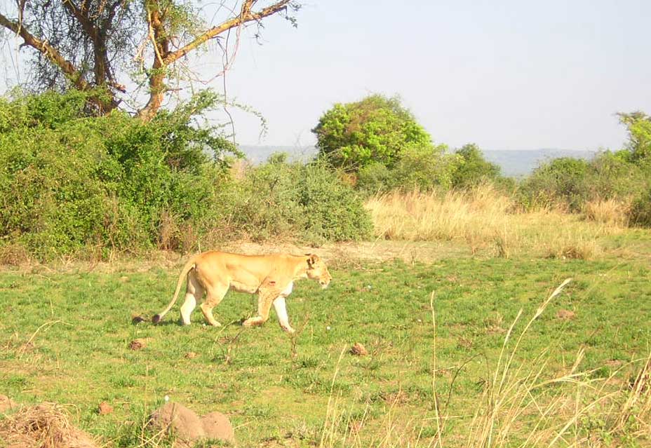 Lion on the prowl in Uganda