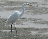 Egret at Back Bay, Newport Beach