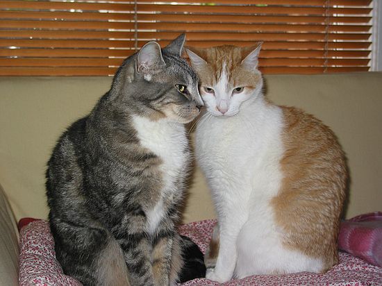 Fran Cat & Buddy Love