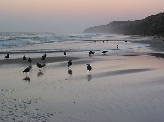 Seagulls: Just after sunset - Crystal Cove State Park, Laguna Beach