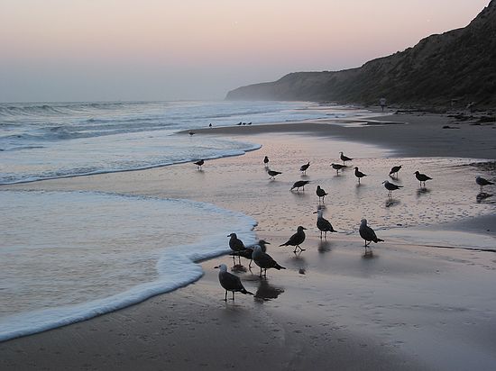 Seagulls on the shore at Crystal Cove State Park, Laguna Beach