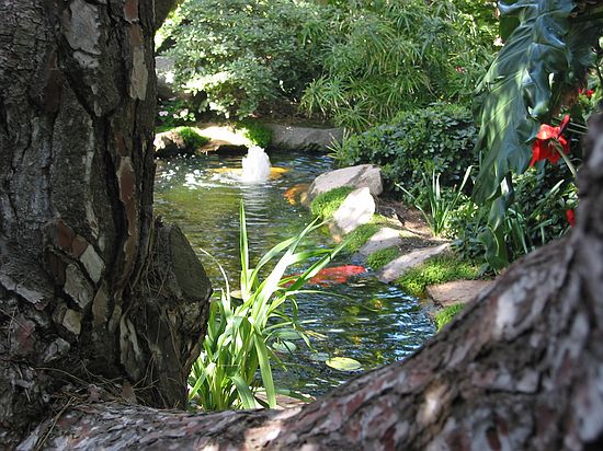 View of koi-fish pond thru tree - Meditation gardens: Yogananda Self-Realization Fellowship, Encinitas, California