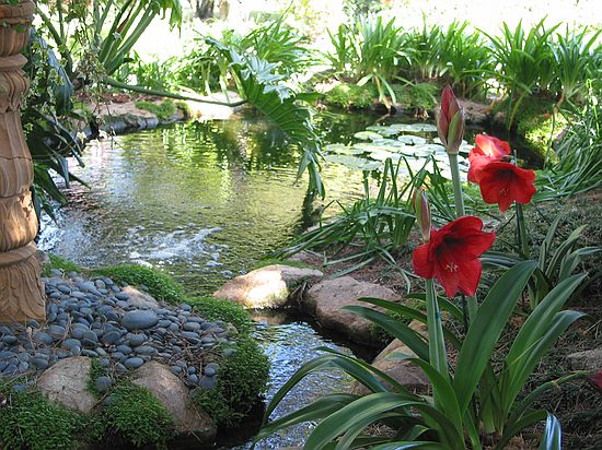 Koi fish pond - Meditation gardens: Yogananda Self-Realization Fellowship, Encinitas, California