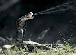 Spitting cobra