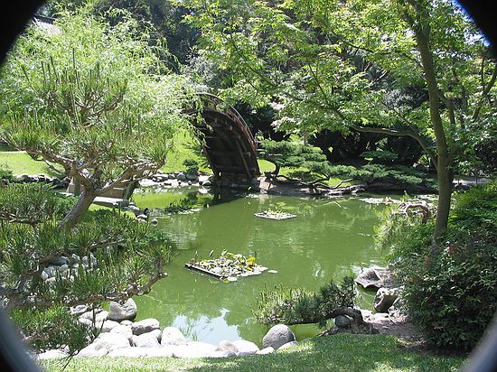 Japanese garden, lily pond with koi fish