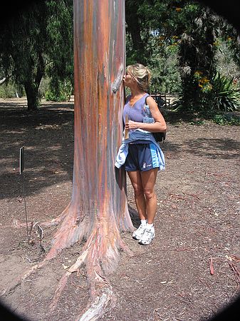 Shar likes this red eucalyptus in the Australian garden