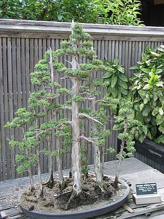 Bonzai plant, Zen garden
