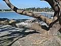 Gnarly tree, Newport Dunes Park