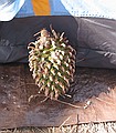 Pine Cone Bomb that hit our new tent, Sequoia National Forest, Southern Sierra Mountains