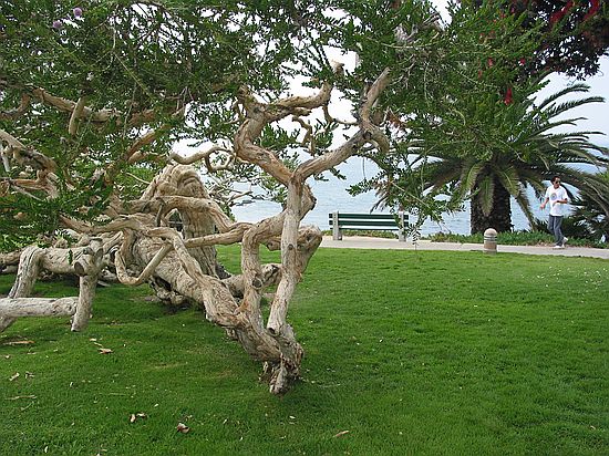 Gnarly tree, Heisler Park, Laguna Beach, Orange County, California