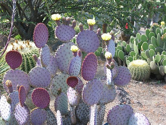 Purple cactus, Desert garden