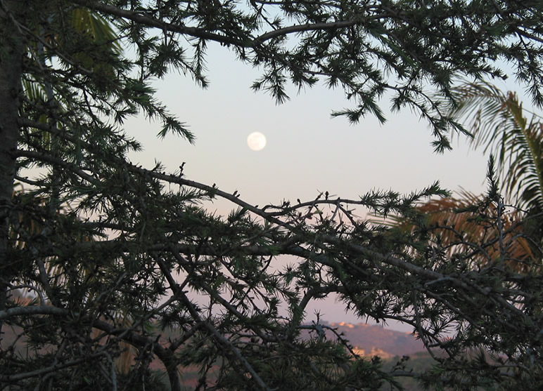 Full Moon Thru the Trees on June 1, 2015